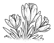 Hand-drawn image of crocuses