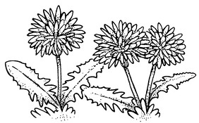 Hand-drawn image of dandelions