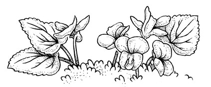 Hand-drawn image of violets